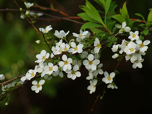 珍珠绣线菊